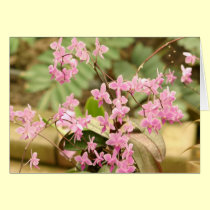 Pink orchid cards