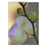 Pink Orchid Expression Card