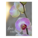 Pink Orchid Expression Love Heals Postcard