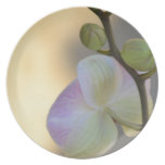 Pink Orchid Expression Plate