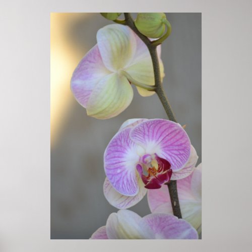 Pink Orchid Expression Poster print