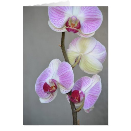 Pink Orchid Flowers Card