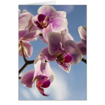 Pink orchid greeting card cards