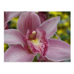 Pink orchid post cards