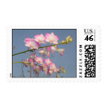 Pink Orchid Postage Stamps