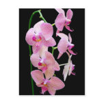 Pink orchid post cards