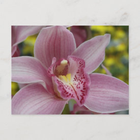 Pink orchid postcard