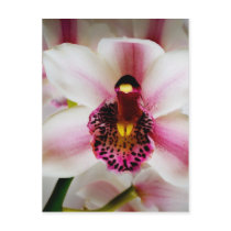 Pink Orchid Postcard
