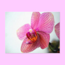 Pink Orchid postcards