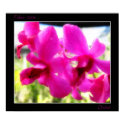 Pink Orchid posters by trilobyt Pink Orchid posters