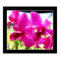 Pink Orchid posters
