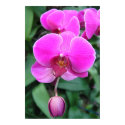Pink Orchid posters by LowLightImages Pink Orchid posters