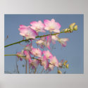Pink Orchid posters