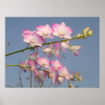 Pink Orchid Print