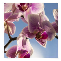 Pink orchid posters