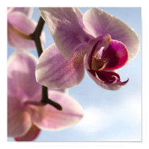 Pink Orchid posters