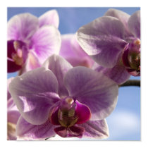 Pink Orchid posters