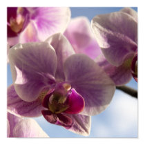 Pink Orchid posters