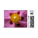 Pink Orchid Rock Rose Stamp