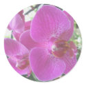 Pink Orchid Stickers by CarolsCamera Pink Orchid Stickers