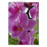 Pink Orchid Thank you Greeting Cards
