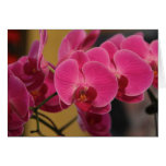 Pink Orchids cards