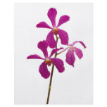 Pink Orchids flyers