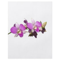 Pink orchids custom flyer