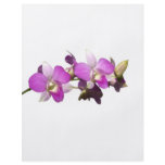 Pink orchids flyers