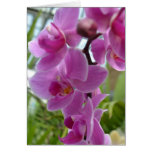 Pink Orchids Greeting Cards