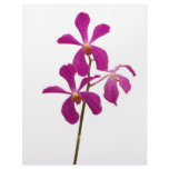 Pink Orchids Letterhead
