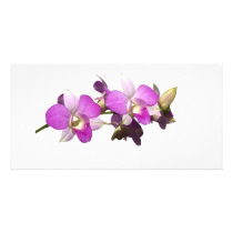Pink orchids customized photo card