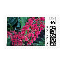 Pink Orchids postage