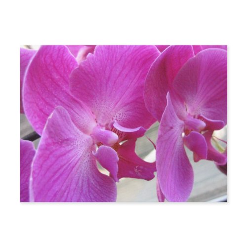 Pink orchids postcard