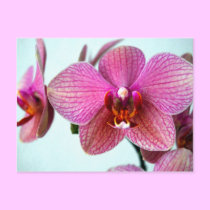 Pink Orchids postcards