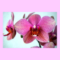 Pink Orchids posters