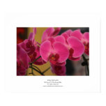 Pink Orchids posters