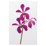 Pink Orchids Stationery Design