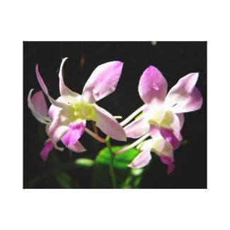 Pink Orchids Wrapped Canvas