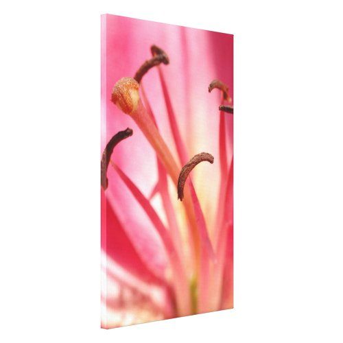 Oriental Lily: Pink Oriental Lily: Pink