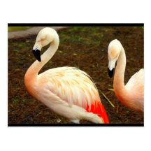 Pink Pair Post Card