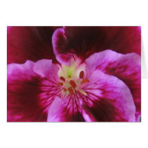 Pink Pansy Greeting Card