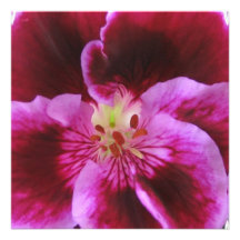 Pink Pansy Invitations