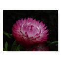 Pink Paper Daisy Canvas Print