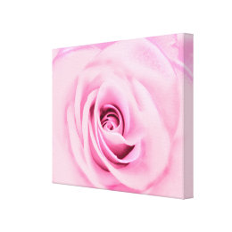 Pink Pastel Rose wrappedcanvas