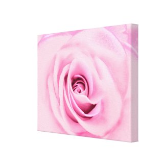Pink Pastel Rose Canvas Prints