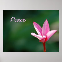 Pink Peace Poster