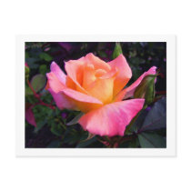 Pink Peach and Yellow Rose postcard