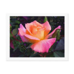 roses, roses postcard, rose, hybrid tea, pink,