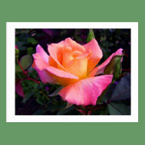 Pink Peach and Yellow Rose postcard postcards